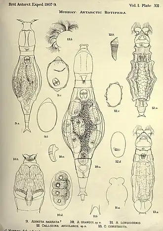 9. Adineta barbata (?) и её яйца, 10. Adineta grandis, 11. Adineta longicornis
