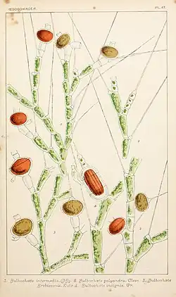 Ботаническая иллюстрация из книги «British fresh-water algae, exclusive of Desmidieae and Diatomaceae»