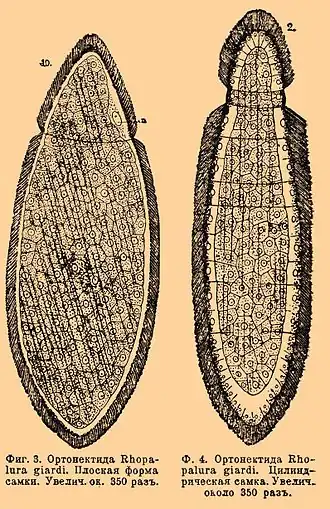 Ортонектида