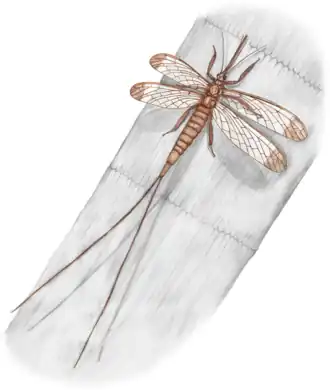 Самка Brodioptera sinensis, реконструкция