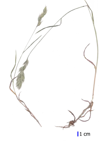 Гербарный образец, собранный на пустыре в Зеленограде (Москва)