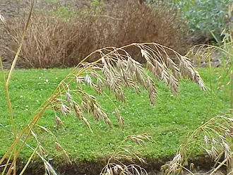 Костёр ржаной — типовой вид рода Костёр