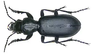 Головач обыкновенный (Broscus cephalotes)
