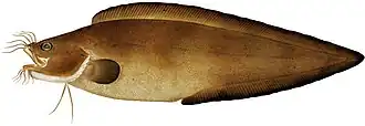 Brotula multibarbata