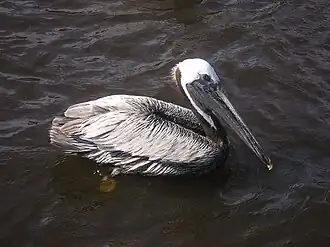 В районе Понс-Инлет, Флорида, США.
