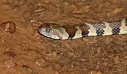 Угловатая косоглазая змея