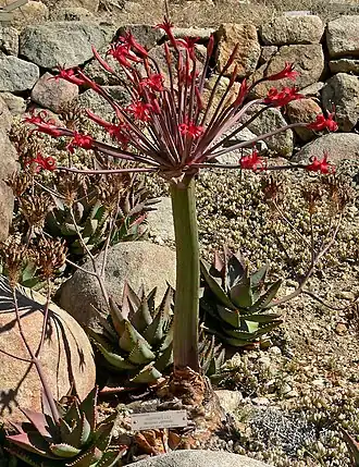 Brunsvigia josephinae