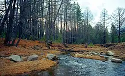 Река Брянка в апреле 2011 года