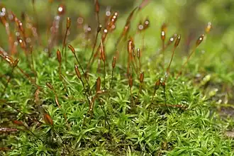 Bryoerythrophyllum recurvirostrum