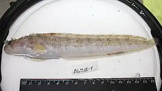 Bryozoichthys lysimus