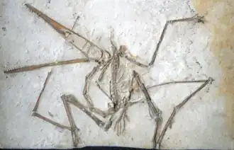 Типовой образец P. antiquus, Баварская государственная коллекция палеонтологии и геологии