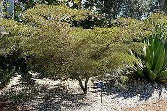 Ботанический сад Нейплса