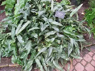 Пиррозия язычная