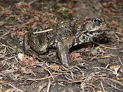 Западноамериканская жаба