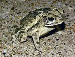 Прибрежная жаба