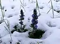 Живучка ползучая (Ajuga reptans)