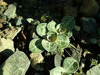 Берлинский ботанический сад