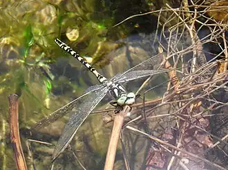 Булавобрюх в горах Узбекистана, хребет Коржантау