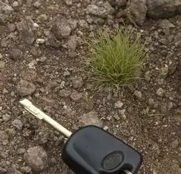 Bulbostylis neglecta