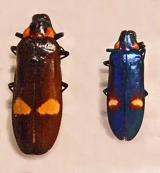 Megaloxantha bicolor