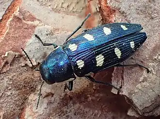 Buprestis octoguttata — типовой вид типового рода семейства — Buprestis