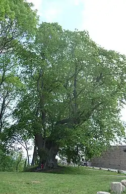 500-летняя липа перед воротами замка