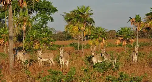 Сухая саванна в штате Гуарико