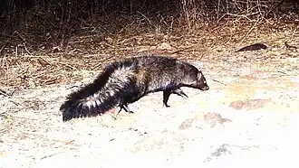 Пушистохвостый мангуст