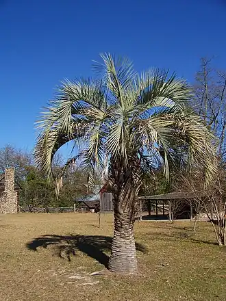 Бутия головчатая