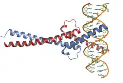 Структура белка Myc (красный) в комплексе с Max (синий) и ДНК (PDB 1nkp). Оба белка связаны с большой бороздкой ДНК и образуют вилкоподобную структуру