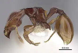 Ishakidris ascitaspis