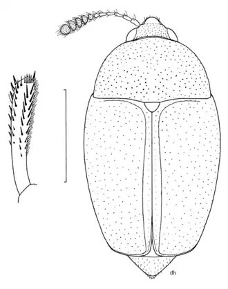 Передняя голень и тело сверху (линия = 1 мм)