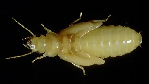 Репродуктивная нимфа