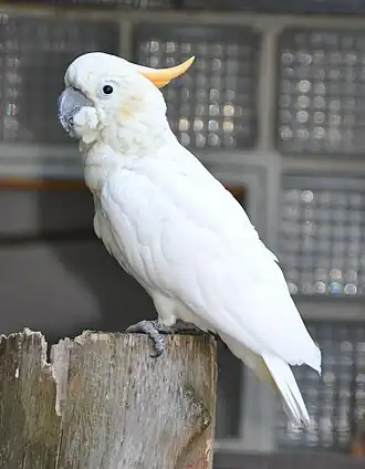 Малый желтохохлый какаду (Cacatua sulphurea citrinocristata)