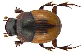 Caccobius dorsails, самец