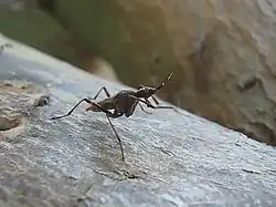 Odontoloxozus longicornis