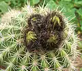 Кактус (Cactus sp.)