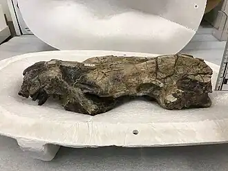 Череп Caenolambda pattersoni