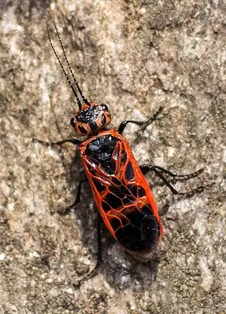 Ценолида сетчатая