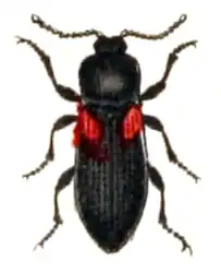 Calambus bipustulatus