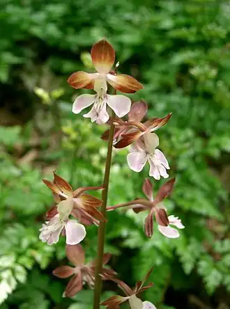 Каланта двуцветная (Calanthe discolor)