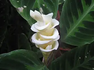 Соцветие гоппертии Варшевича на фоне листьев