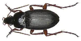 Calathus fuscipes