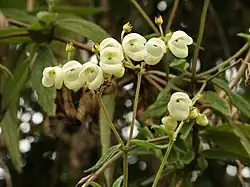 Calceolaria martinezii