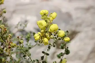 Calceolaria myriophylla