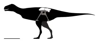 Реконструкция. Белым отмечены известные части таза