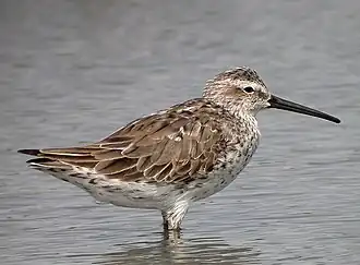 В гнездовом пере
