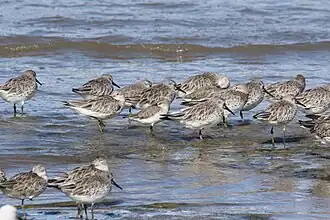 Стая в воде