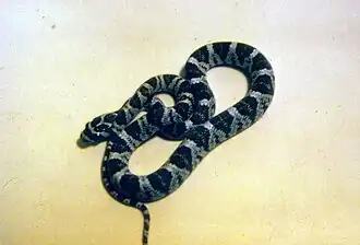 Лирообразный уж Копа