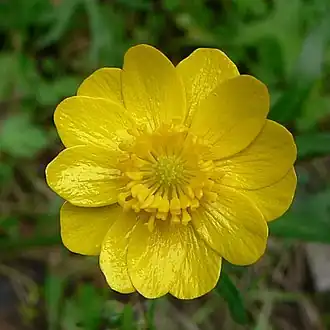 Цветок Ranunculus californicus